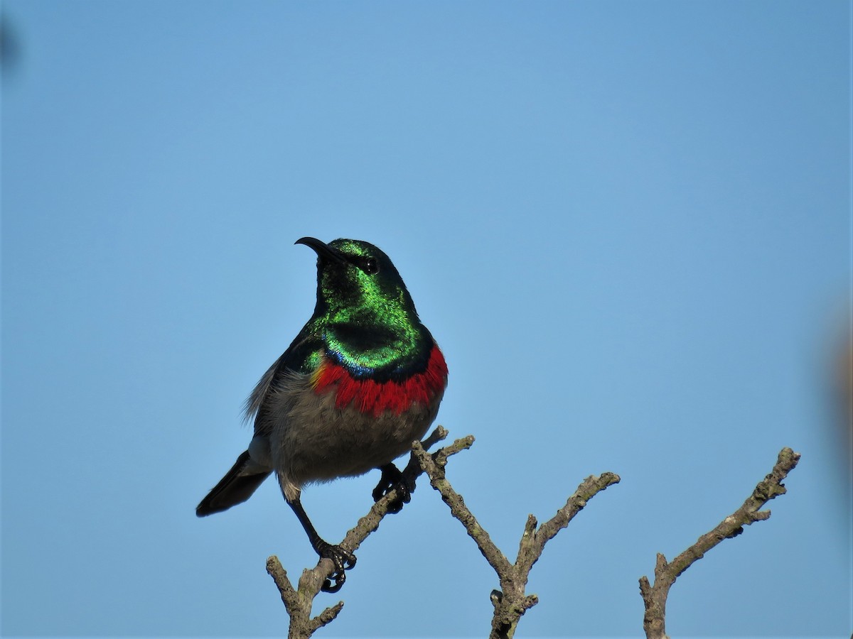 Southern Double-collared Sunbird - ML181186371