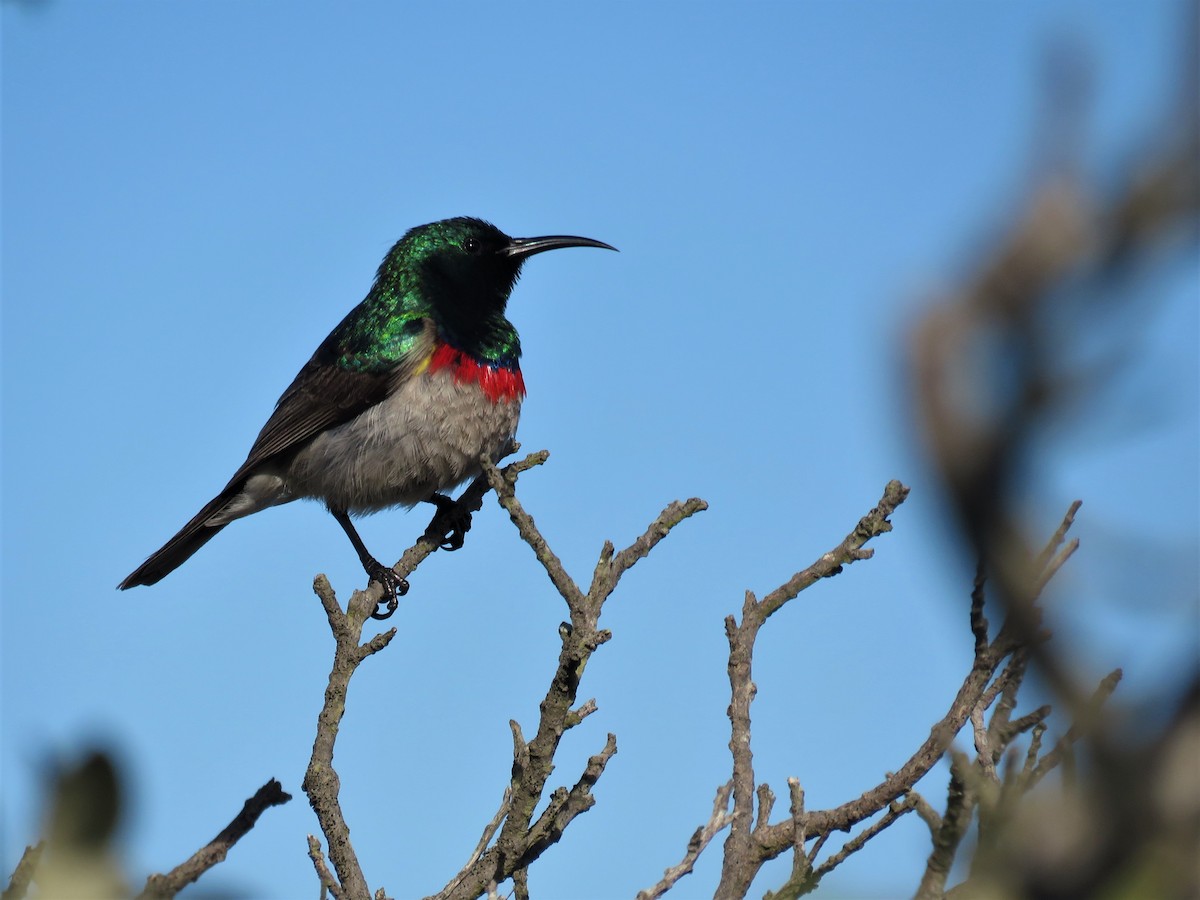 Southern Double-collared Sunbird - ML181186391