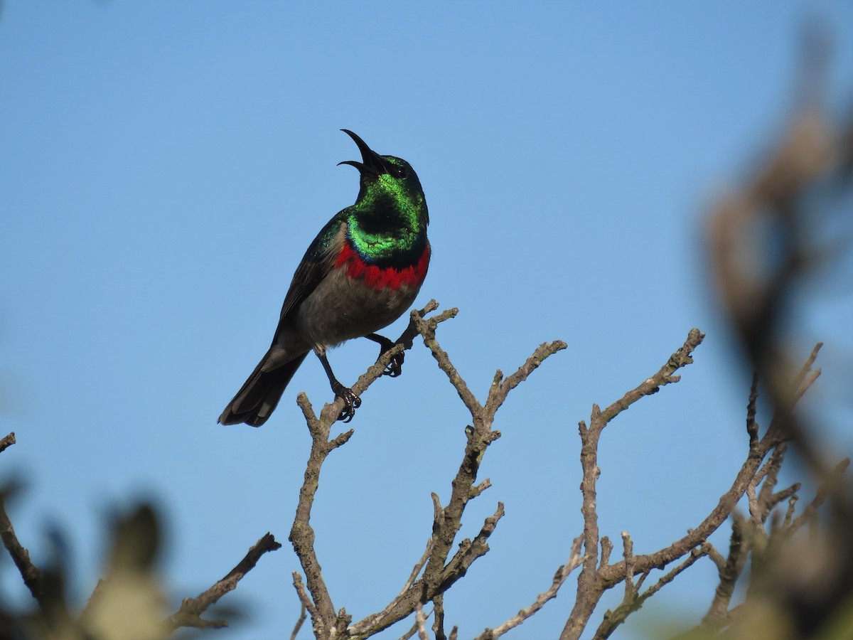 Southern Double-collared Sunbird - ML181186401