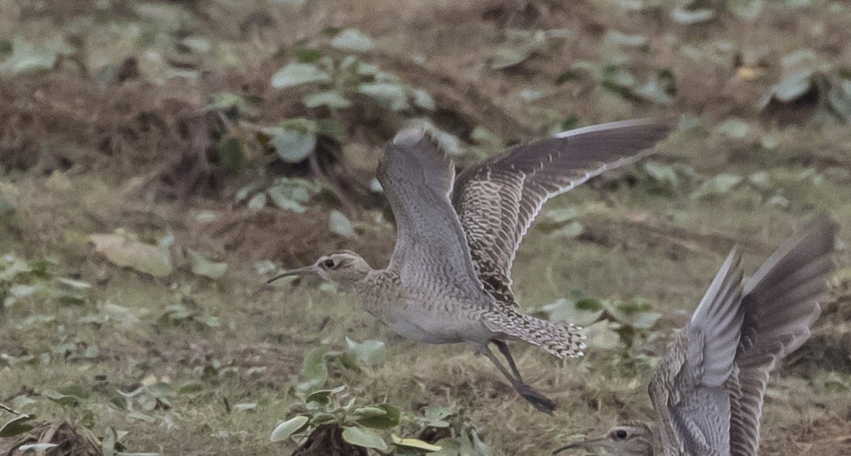 Little Curlew - ML181188451