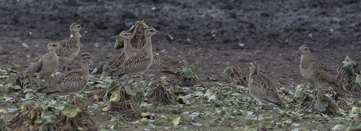 Little Curlew - ML181188621