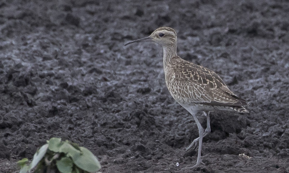 Little Curlew - ML181188711