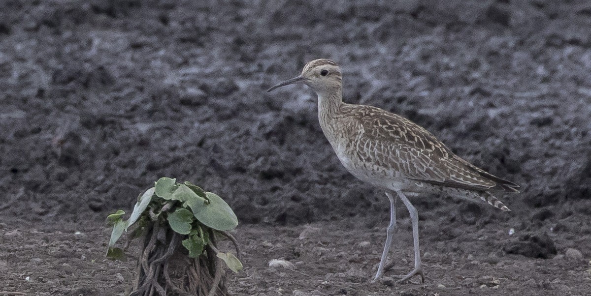Little Curlew - ML181188721