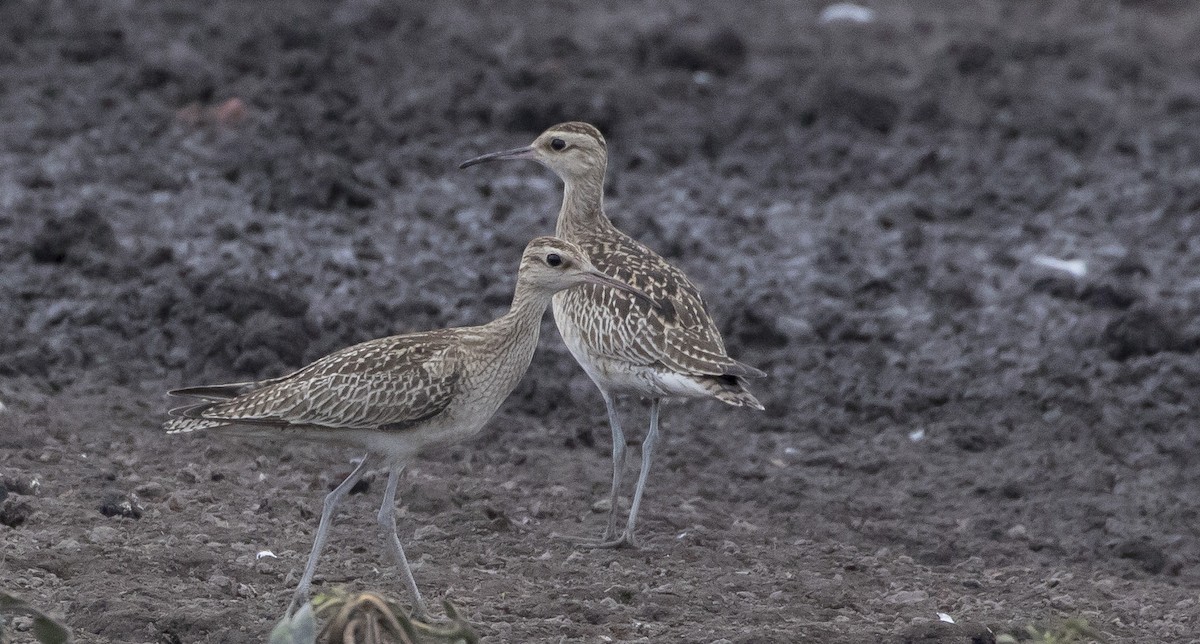 Little Curlew - ML181188731