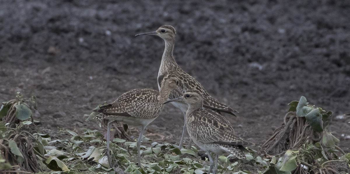 Little Curlew - ML181188741