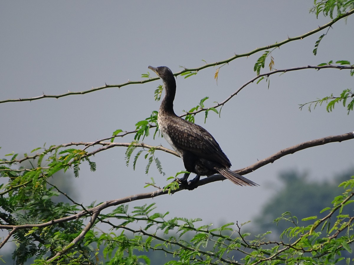 Indian Cormorant - ML181189841
