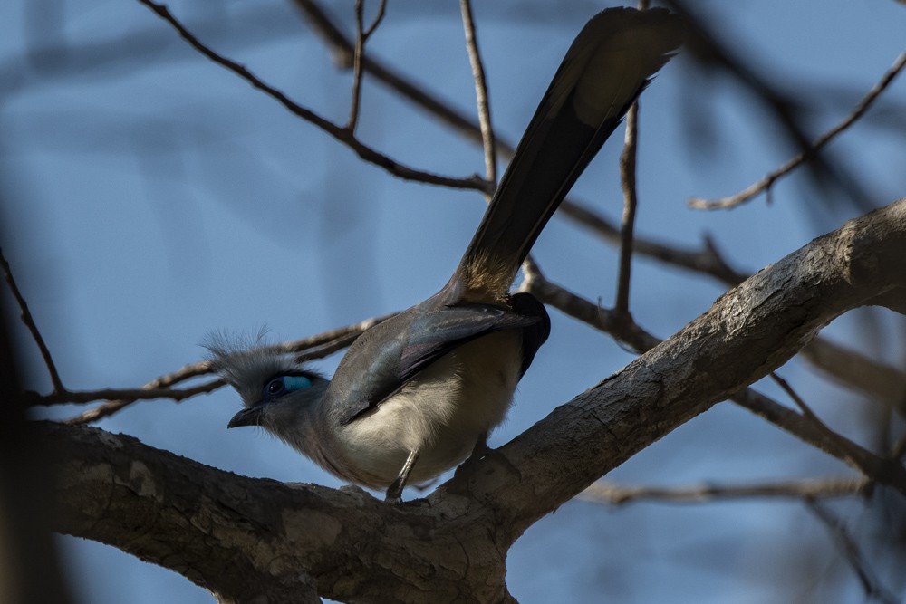 Crested Coua (Chestnut-vented) - ML181195751