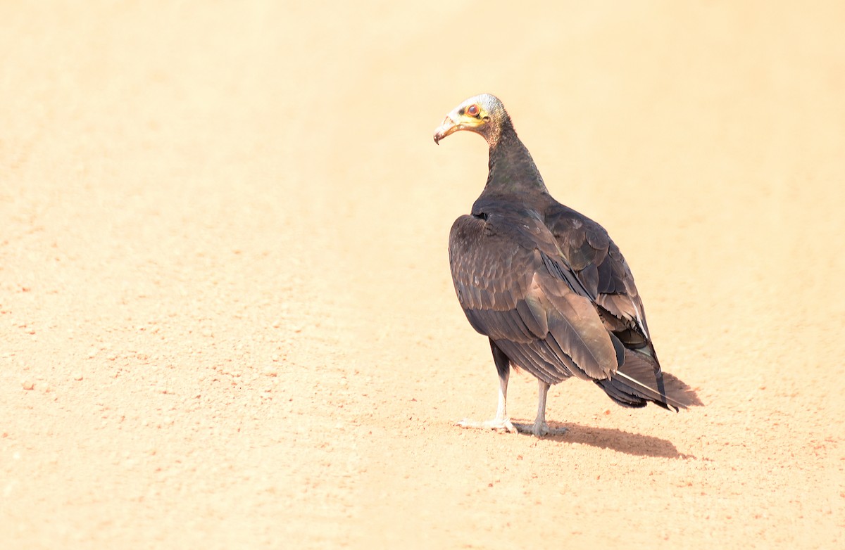 Greater Yellow-headed Vulture - ML181201831