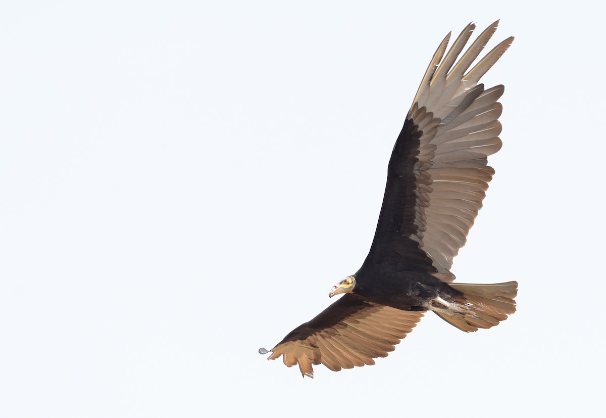 Greater Yellow-headed Vulture - ML181201871