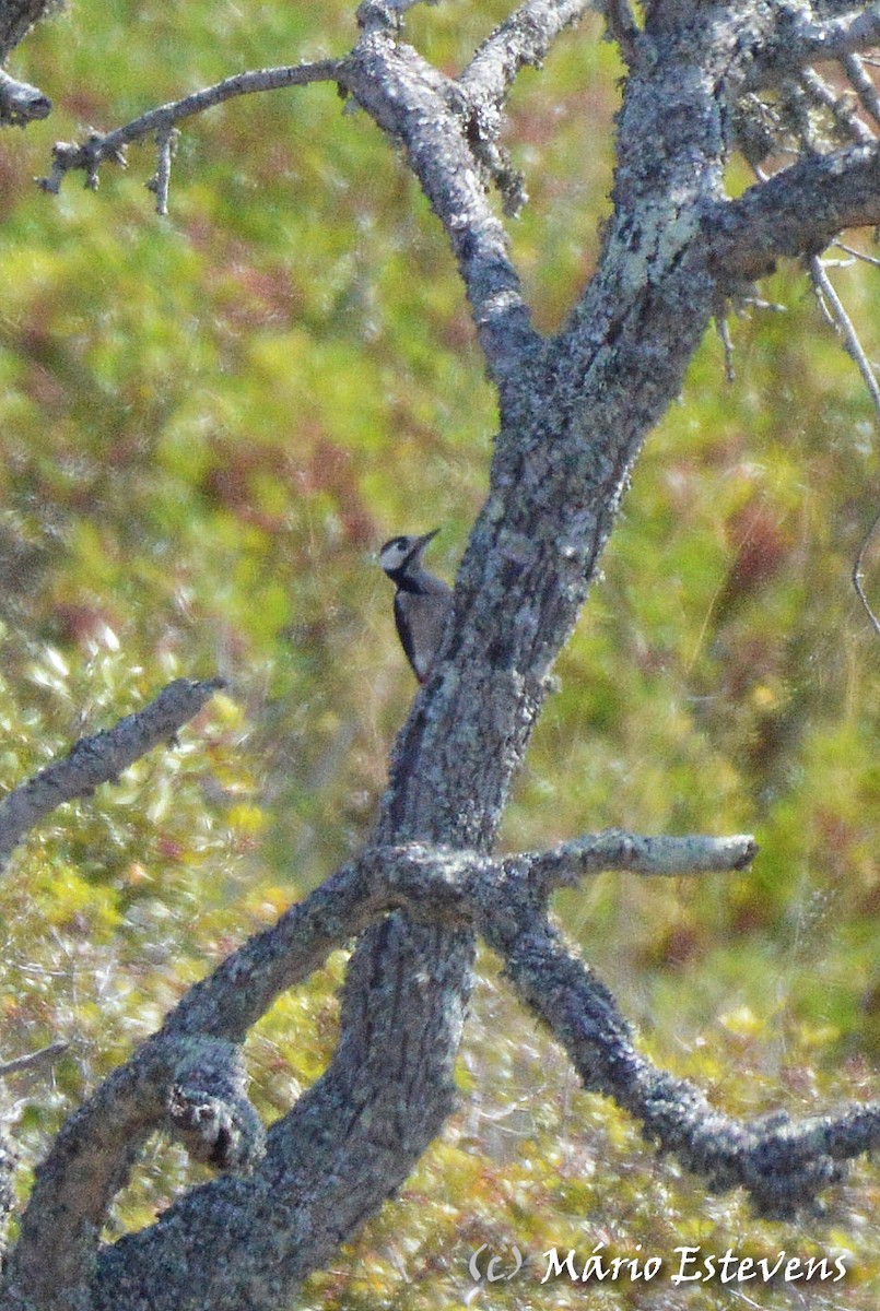 Great Spotted Woodpecker - Mário Estevens