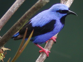 Short-billed Honeycreeper - Cyanerpes nitidus - Birds of the World