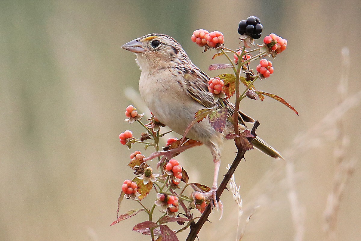 Grasshopper Sparrow - ML181207241
