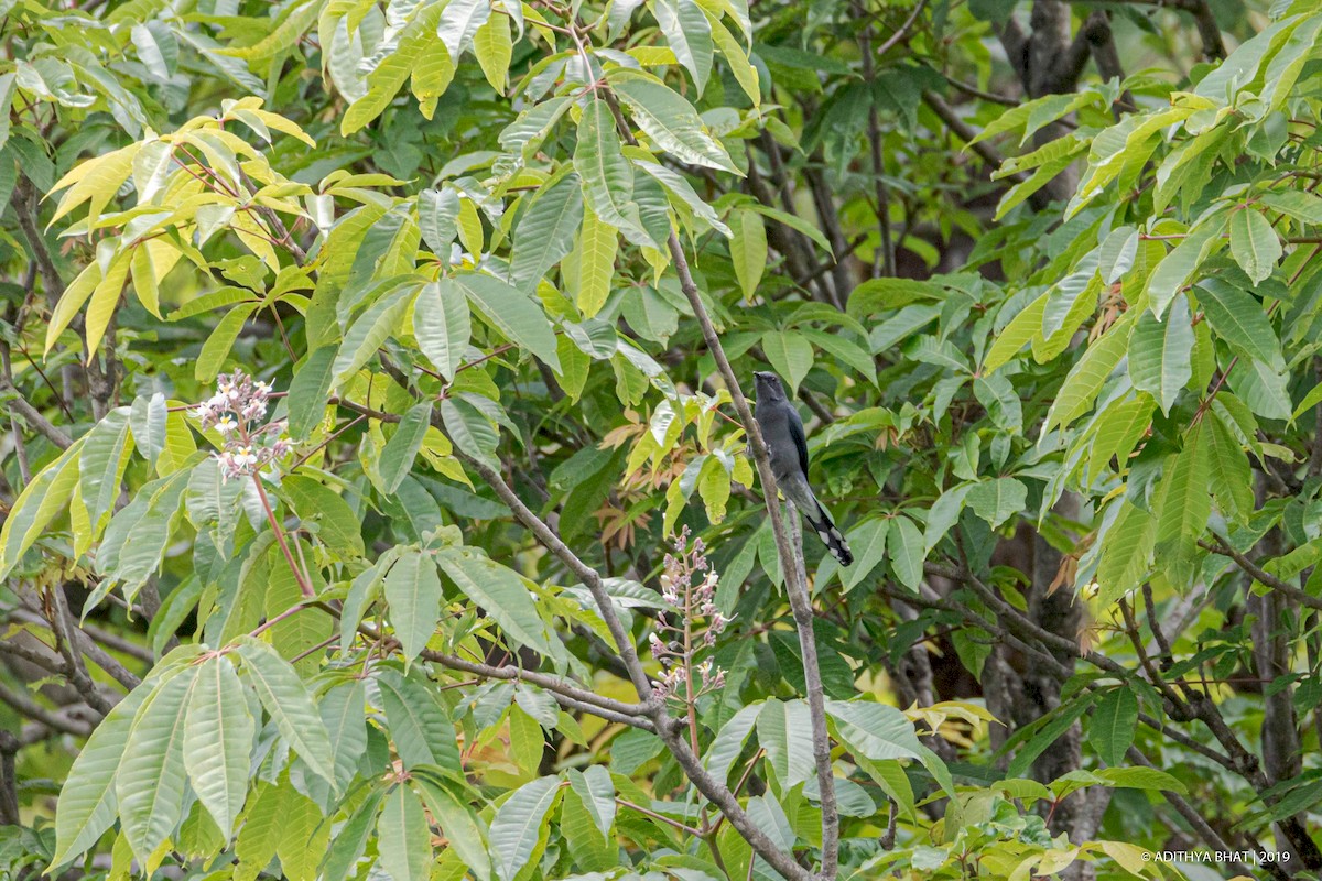 Black-winged Cuckooshrike - Adithya Bhat