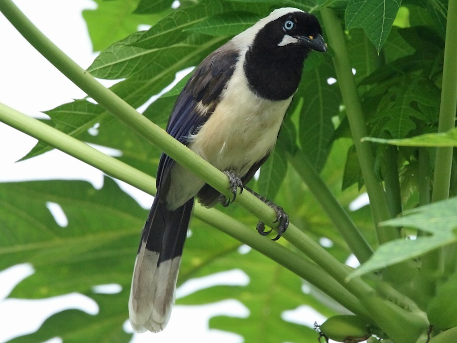 Cayenne Jay - eBird