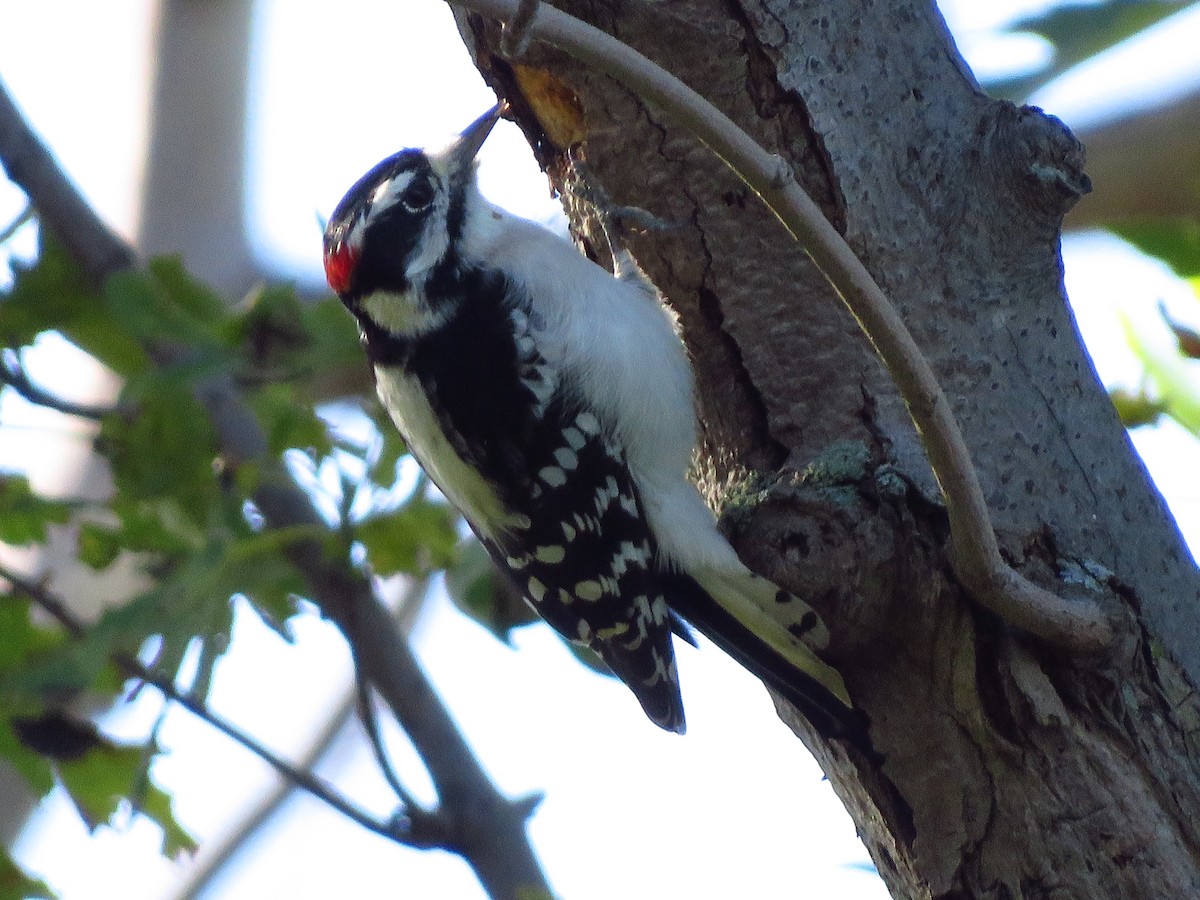 Downy Woodpecker - ML181213581