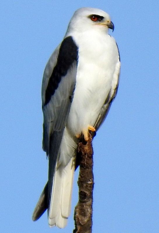 White-tailed Kite - Bill Fox