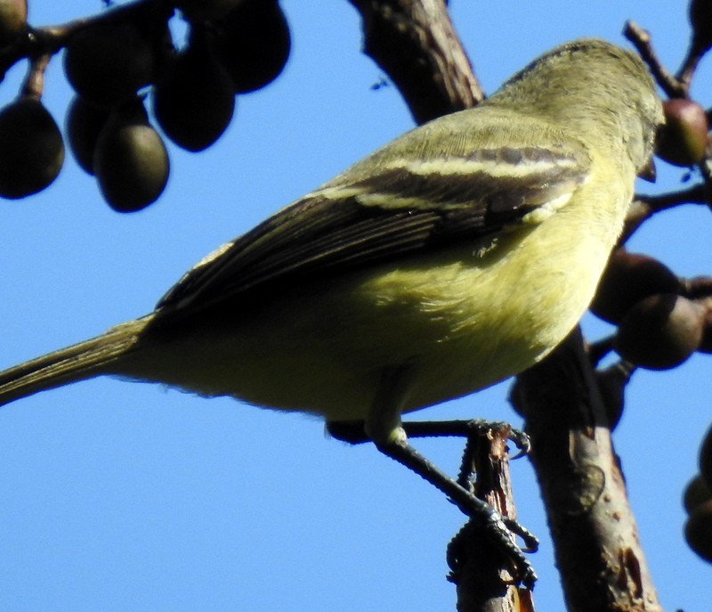 Yellow-bellied Flycatcher - Bill Fox