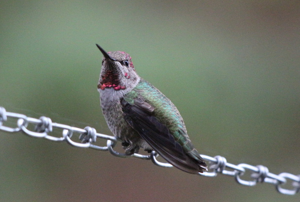 Anna's Hummingbird - Sue Elwell