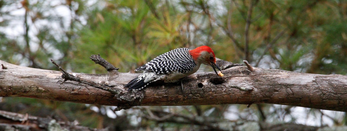 Red-bellied Woodpecker - George Keller