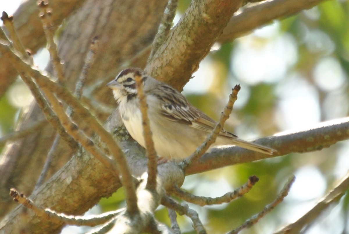 Lark Sparrow - ryan  doherty