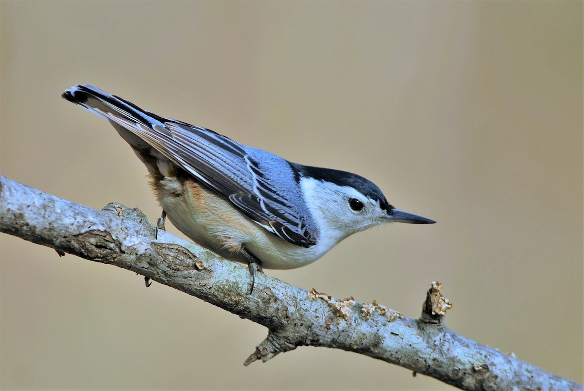 White-breasted Nuthatch - David Hollie
