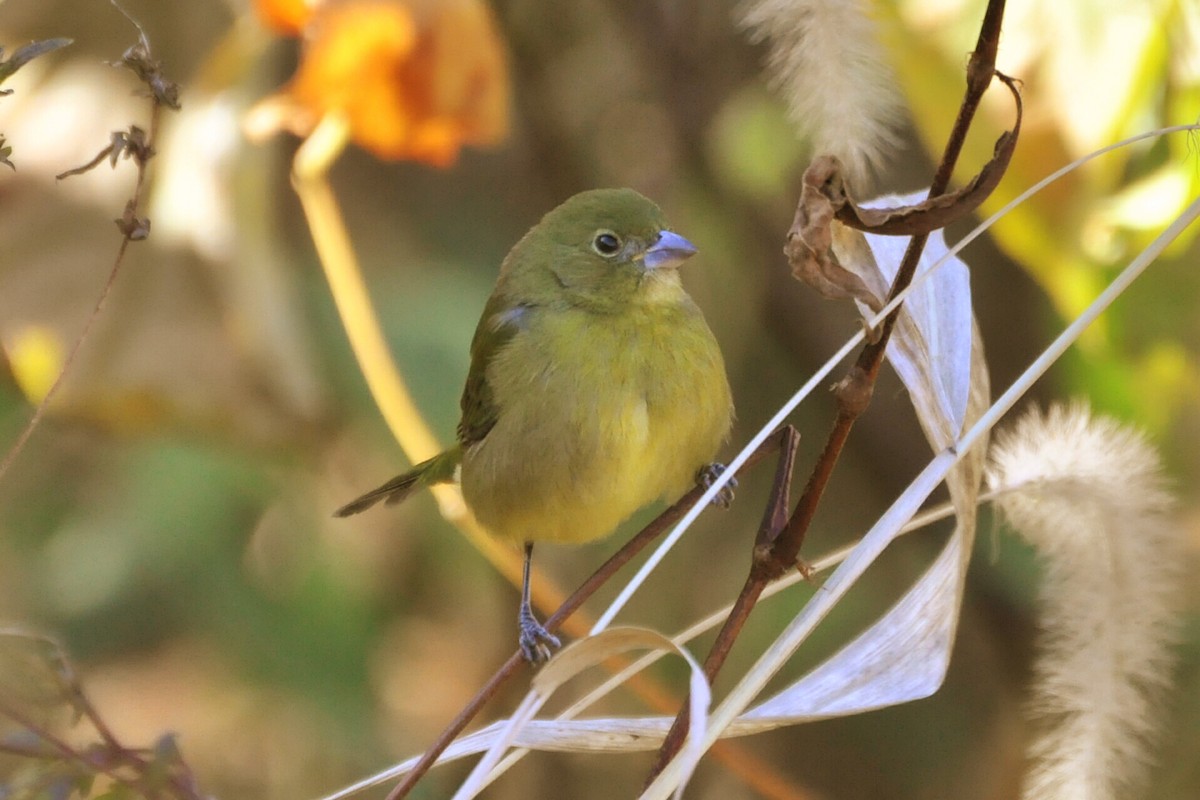 Painted Bunting - ML181222421