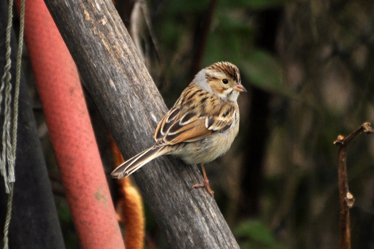 Clay-colored Sparrow - ML181223791
