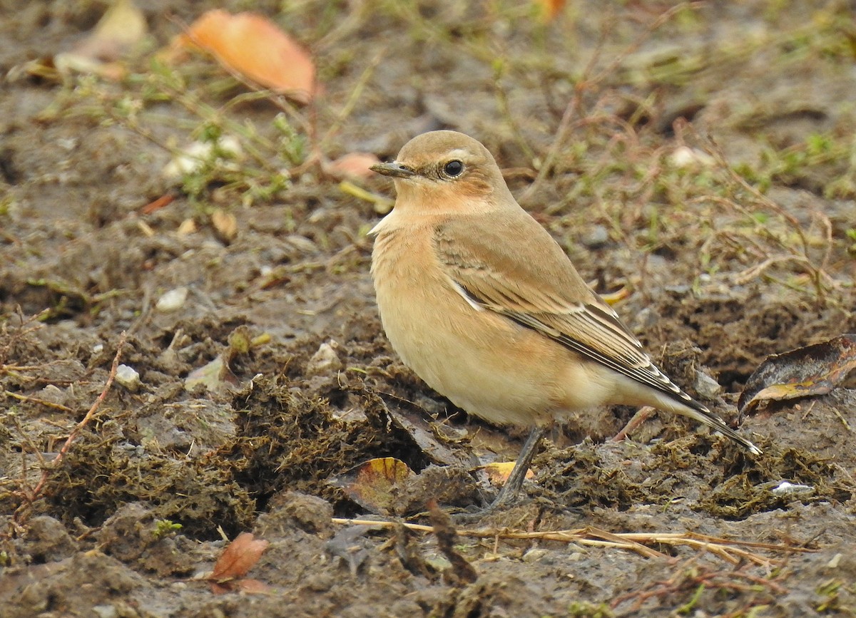 Northern Wheatear - Manfred Schleuning