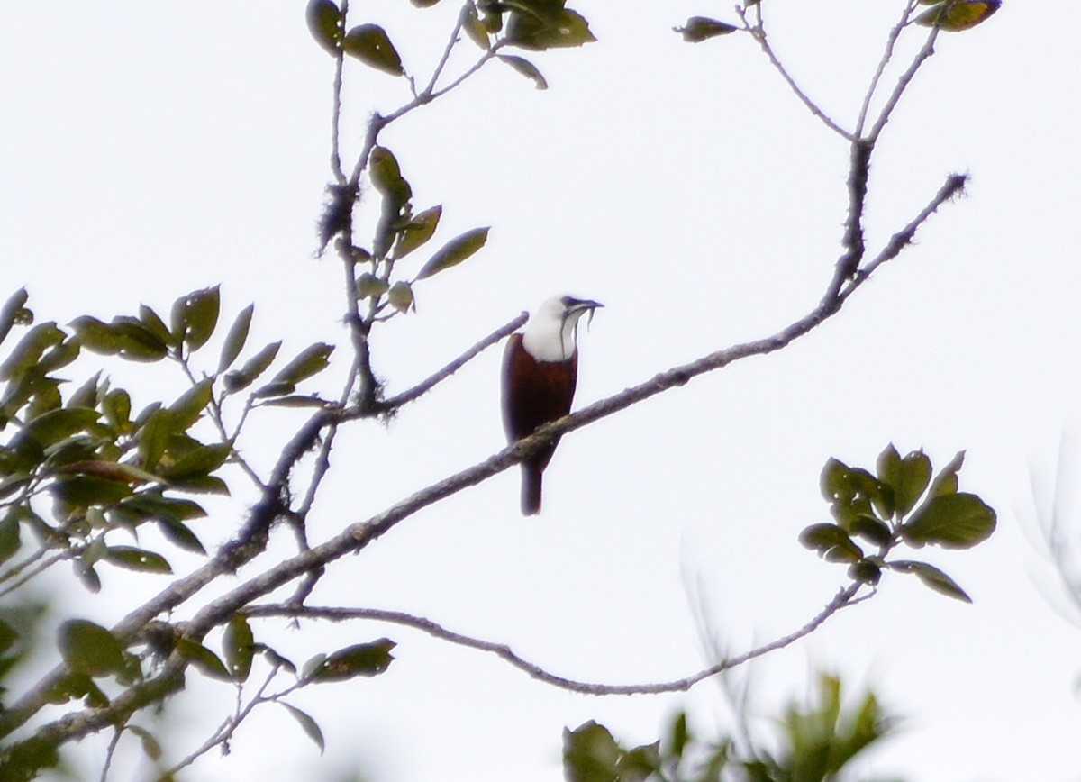 Three-wattled Bellbird - Orlando Jarquín