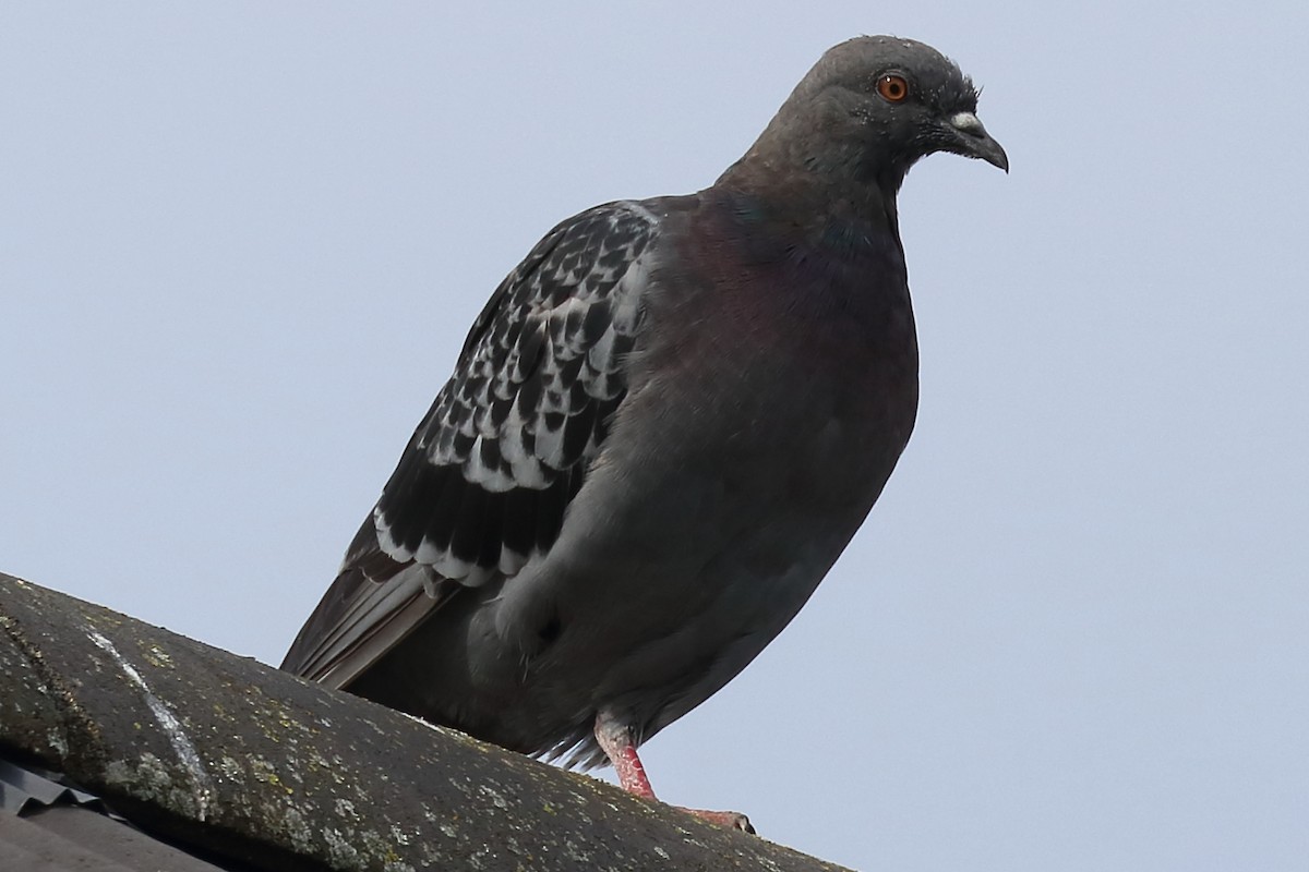 Rock Pigeon (Feral Pigeon) - ML181237511
