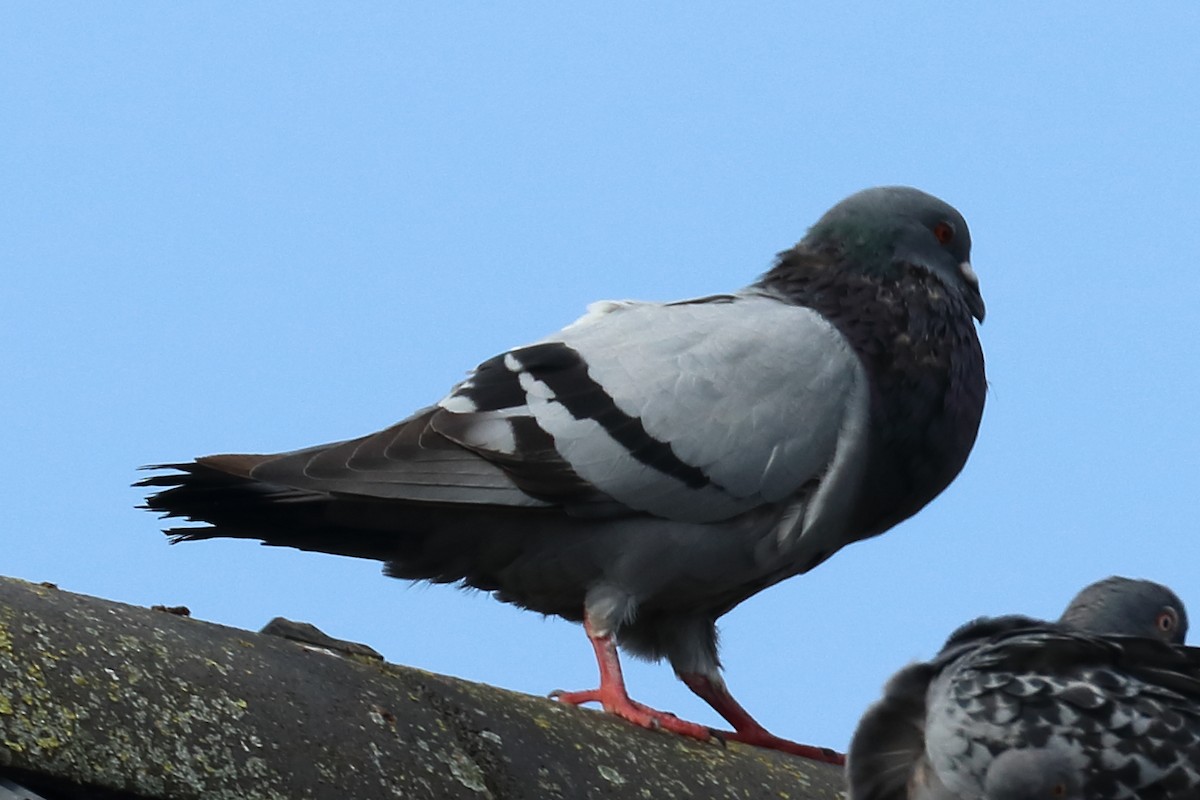Rock Pigeon (Feral Pigeon) - ML181237541