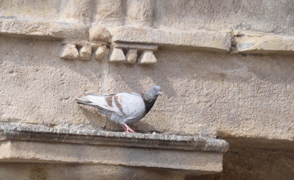 Rock Pigeon - ML181238381