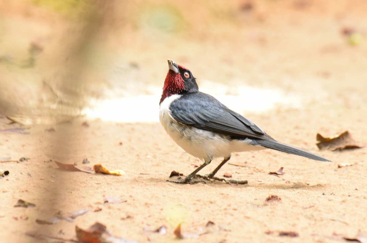 Crimson-fronted Cardinal (Araguaia) - ML181238491