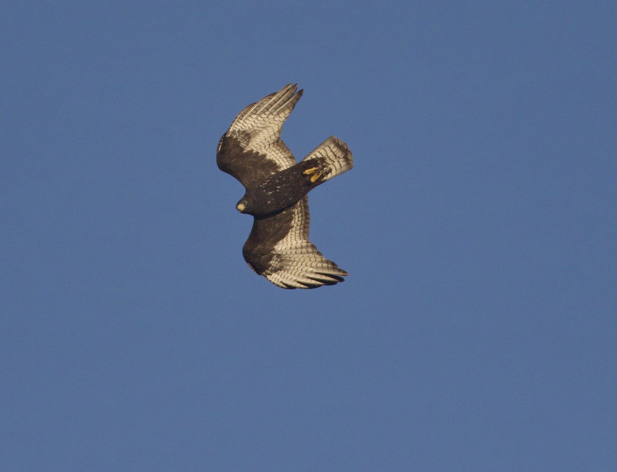 Zone-tailed Hawk - Iris Kilpatrick