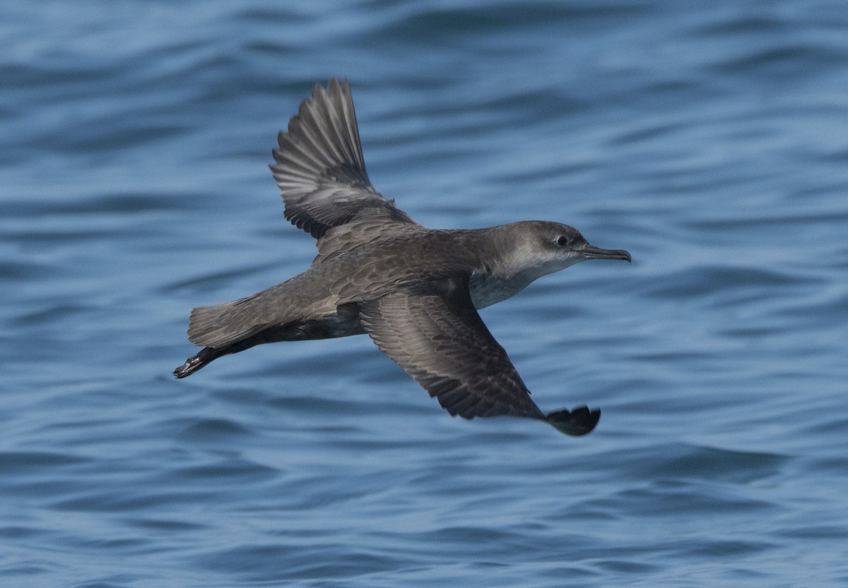 Balearic Shearwater - Miguel Rouco