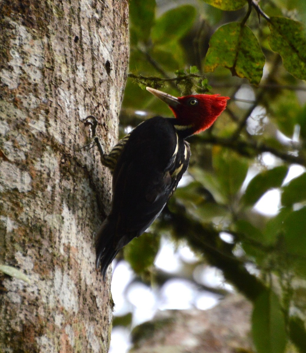 Pale-billed Woodpecker - Orlando Jarquín