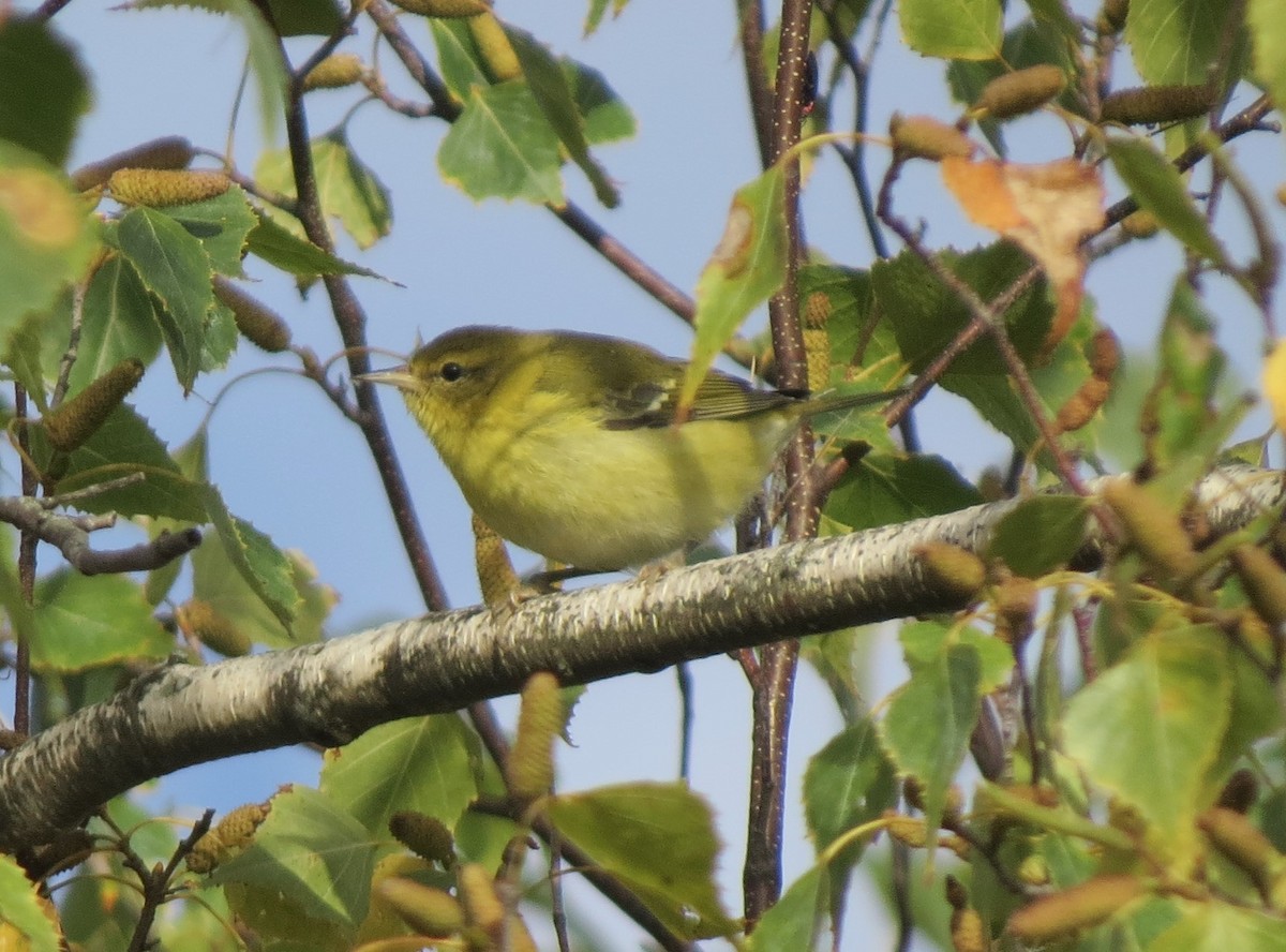 Tennessee Warbler - Jerry Smith