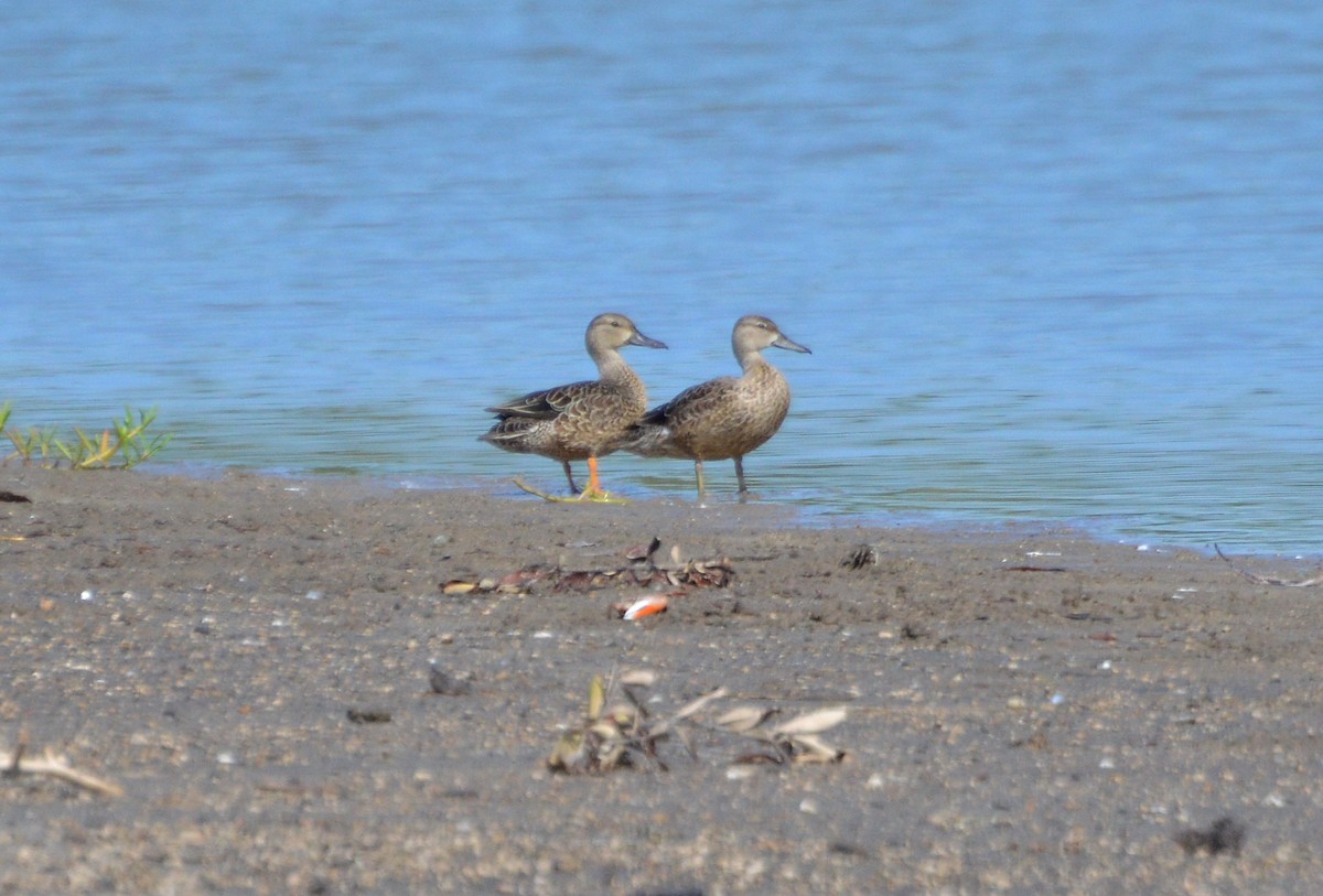 Blue-winged Teal - ML181245671