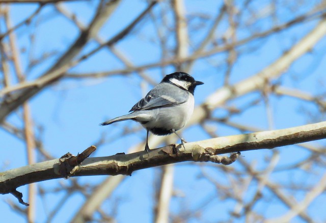 Adult ventral view (subspecies <em class="SciName notranslate">intermedius</em>). - Great Tit - 