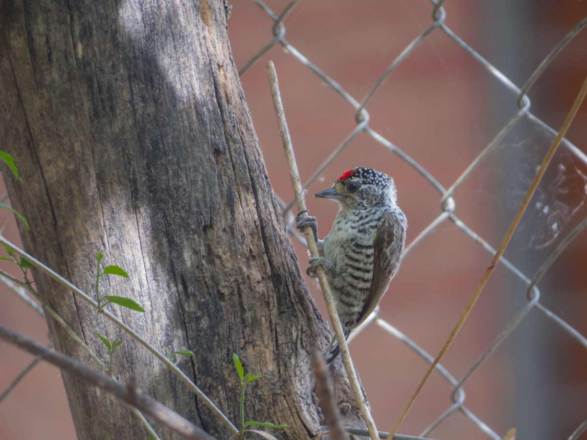 White-barred Piculet - ML181250421