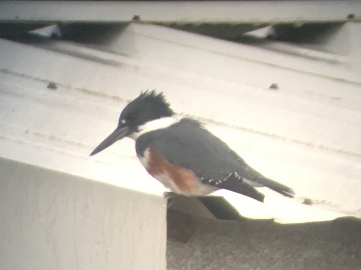Belted Kingfisher - ML181252881