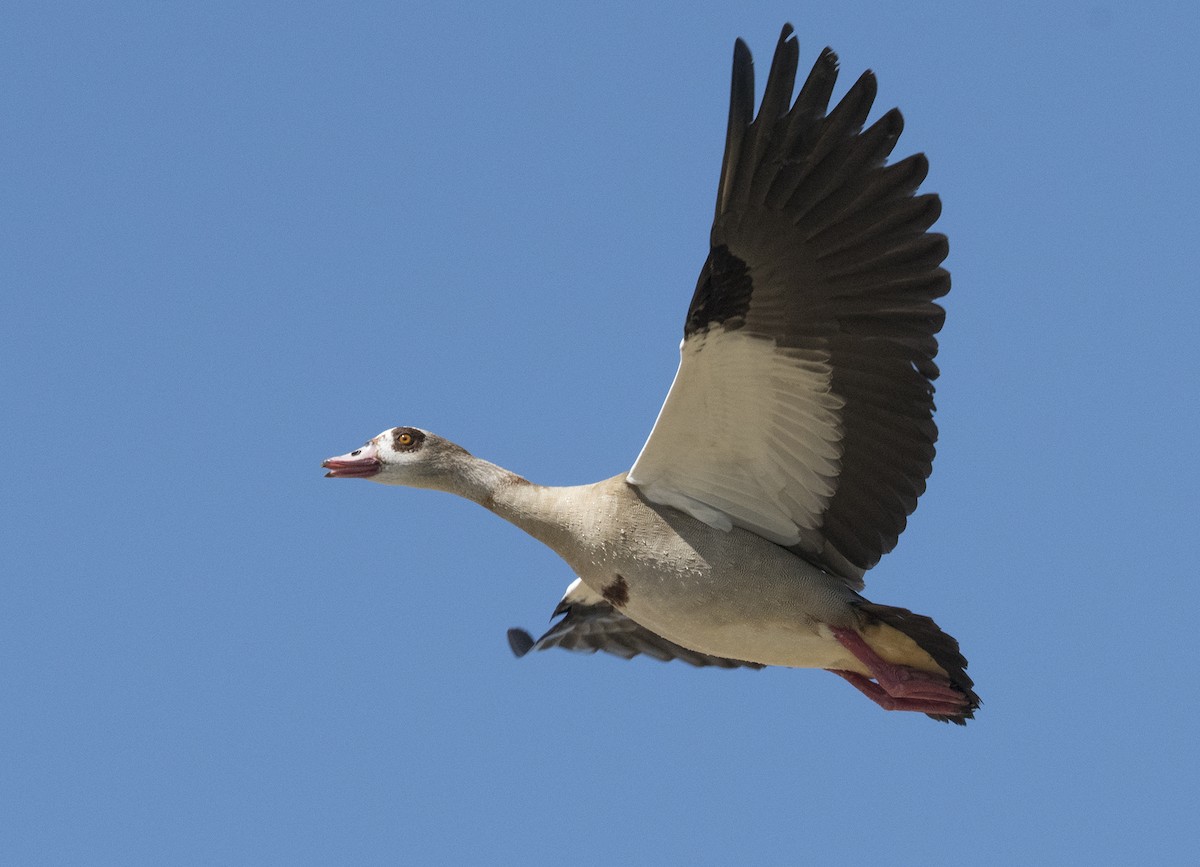Egyptian Goose - ML181255601