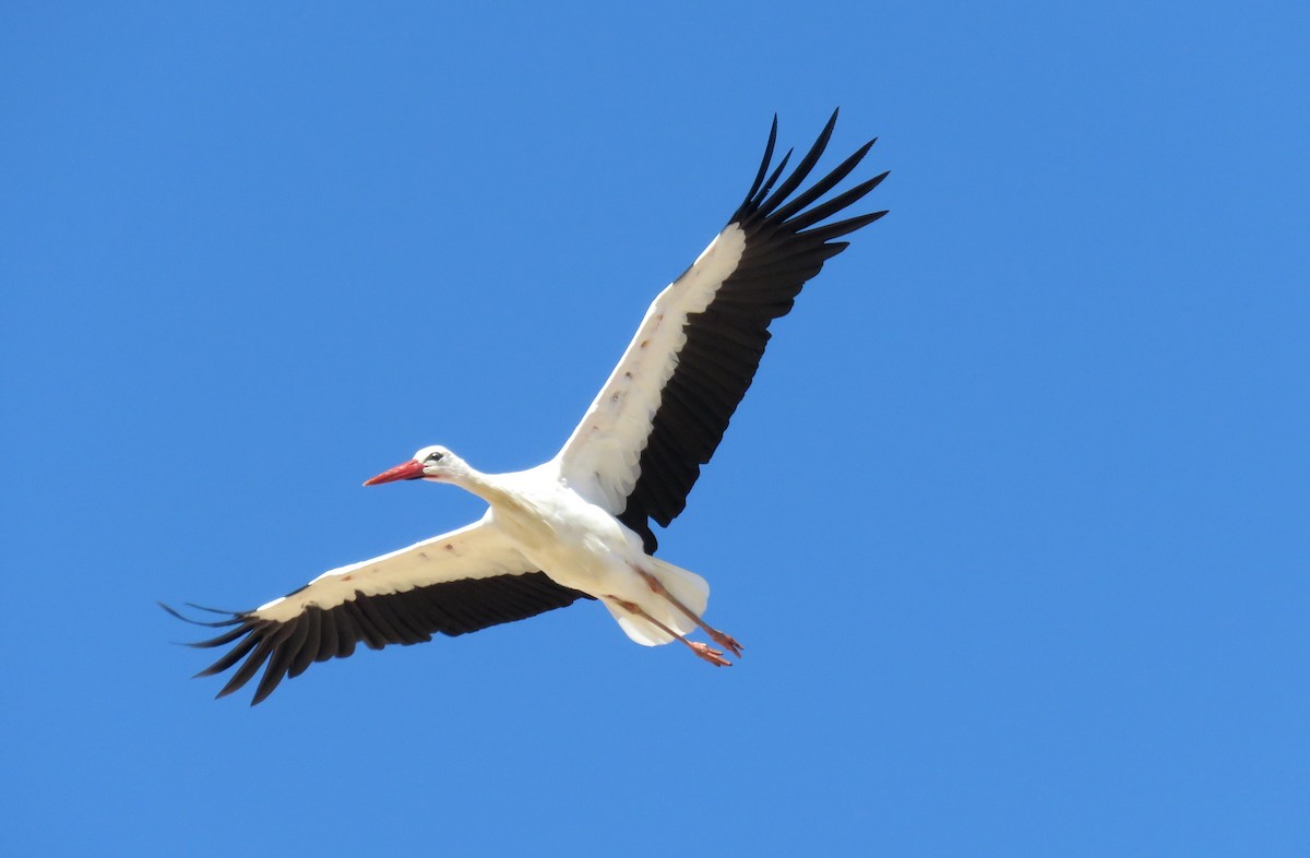 White Stork - Miguel Rodríguez Esteban