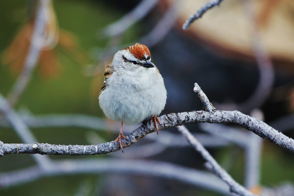 Chipping Sparrow - Suzanne O'Rourke