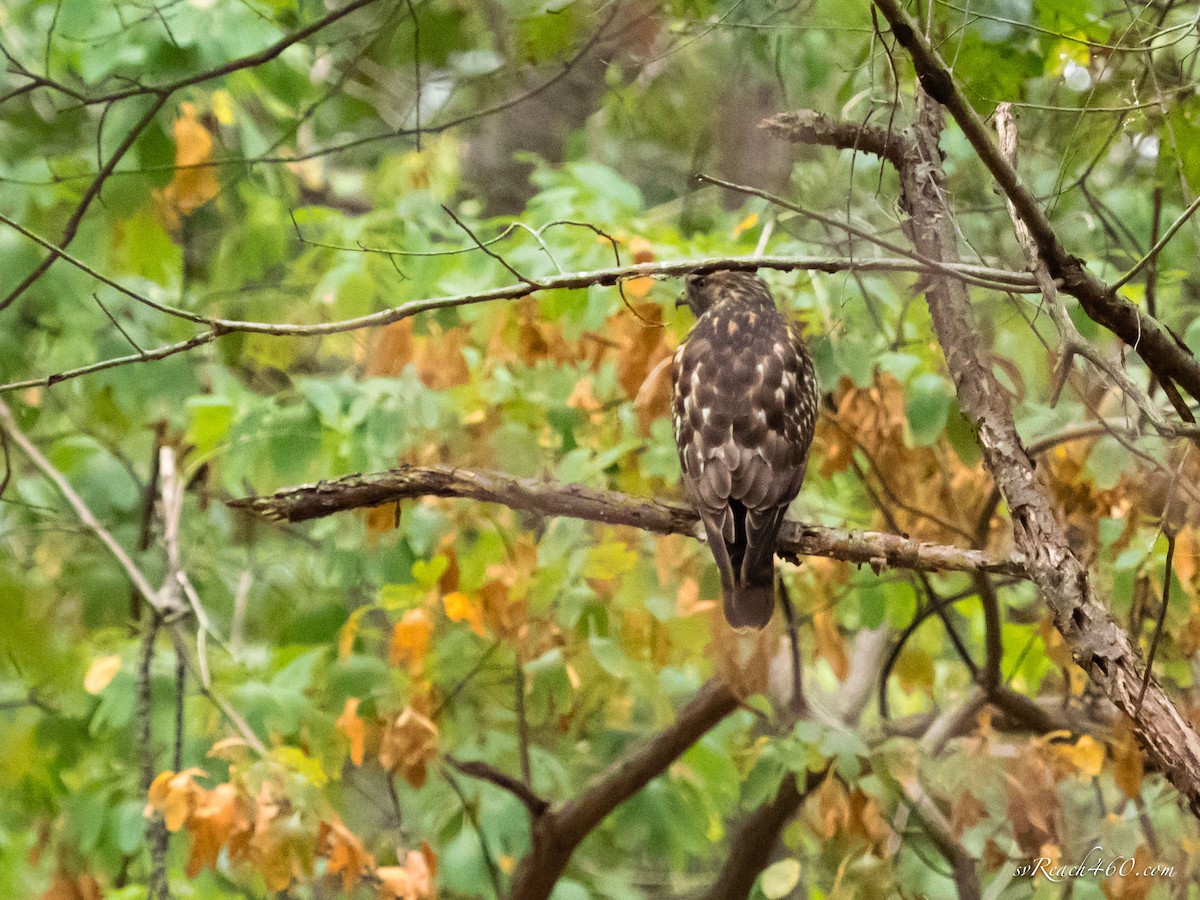 Red-shouldered Hawk (lineatus Group) - Michele Kelly