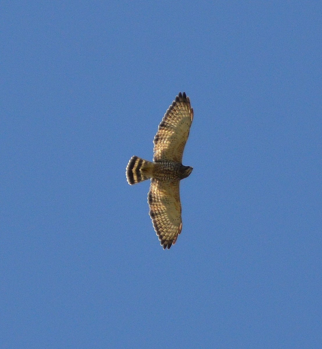 Broad-winged Hawk - ML181264751