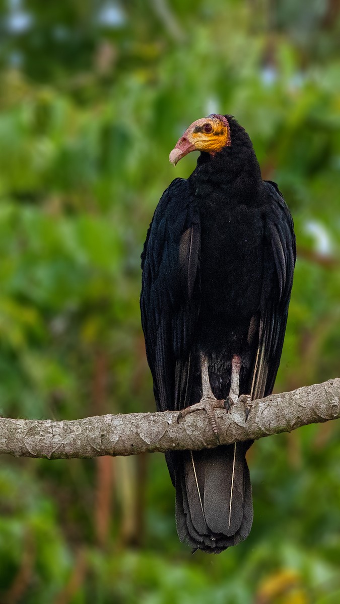 Greater Yellow-headed Vulture - ML181265091