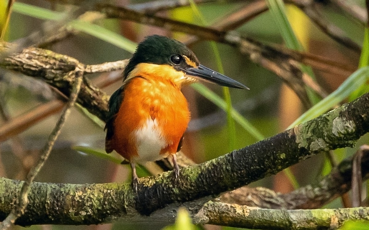 American Pygmy Kingfisher - Estevão Freitas Santos
