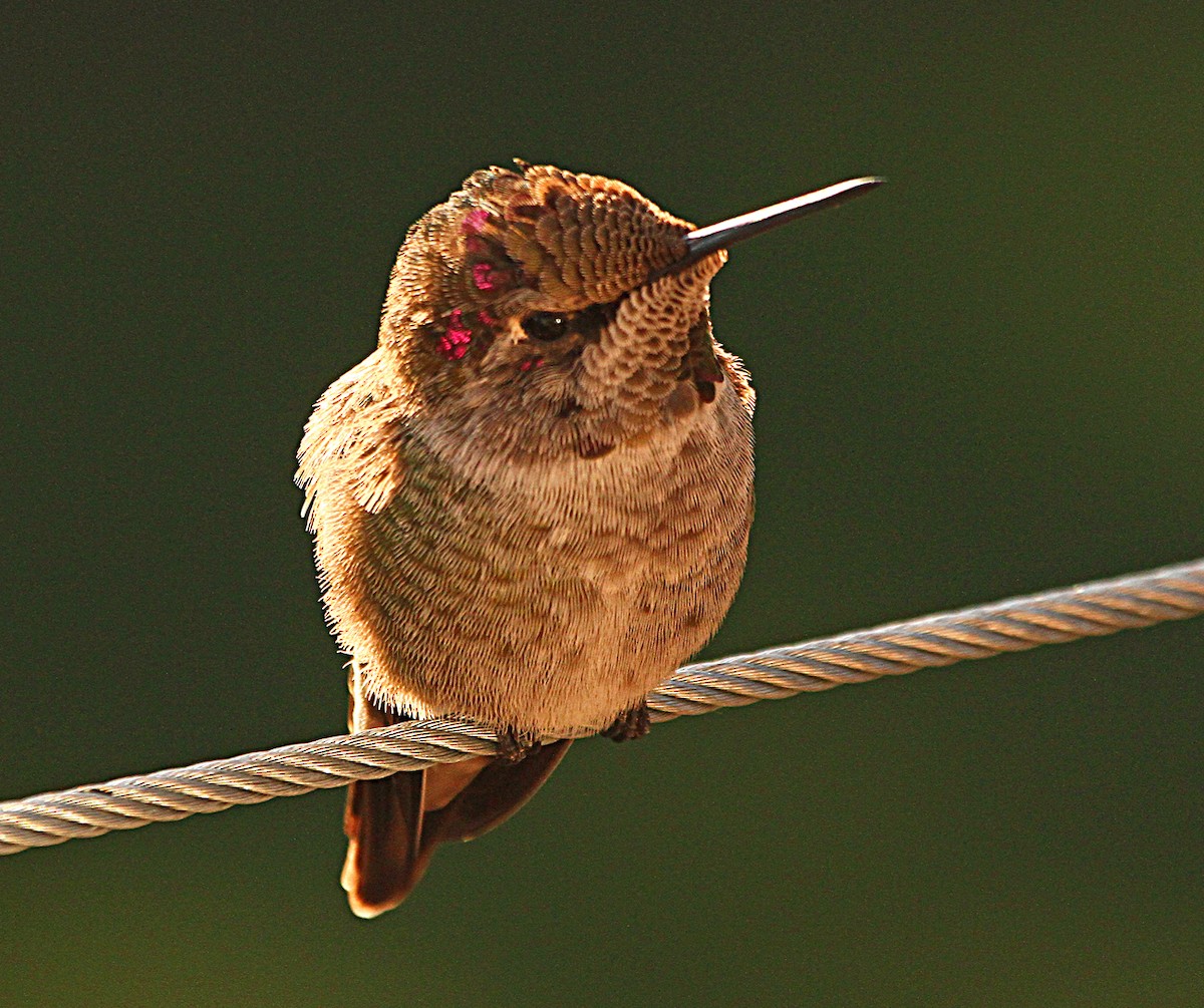 Anna's Hummingbird - Douglas Jeffries