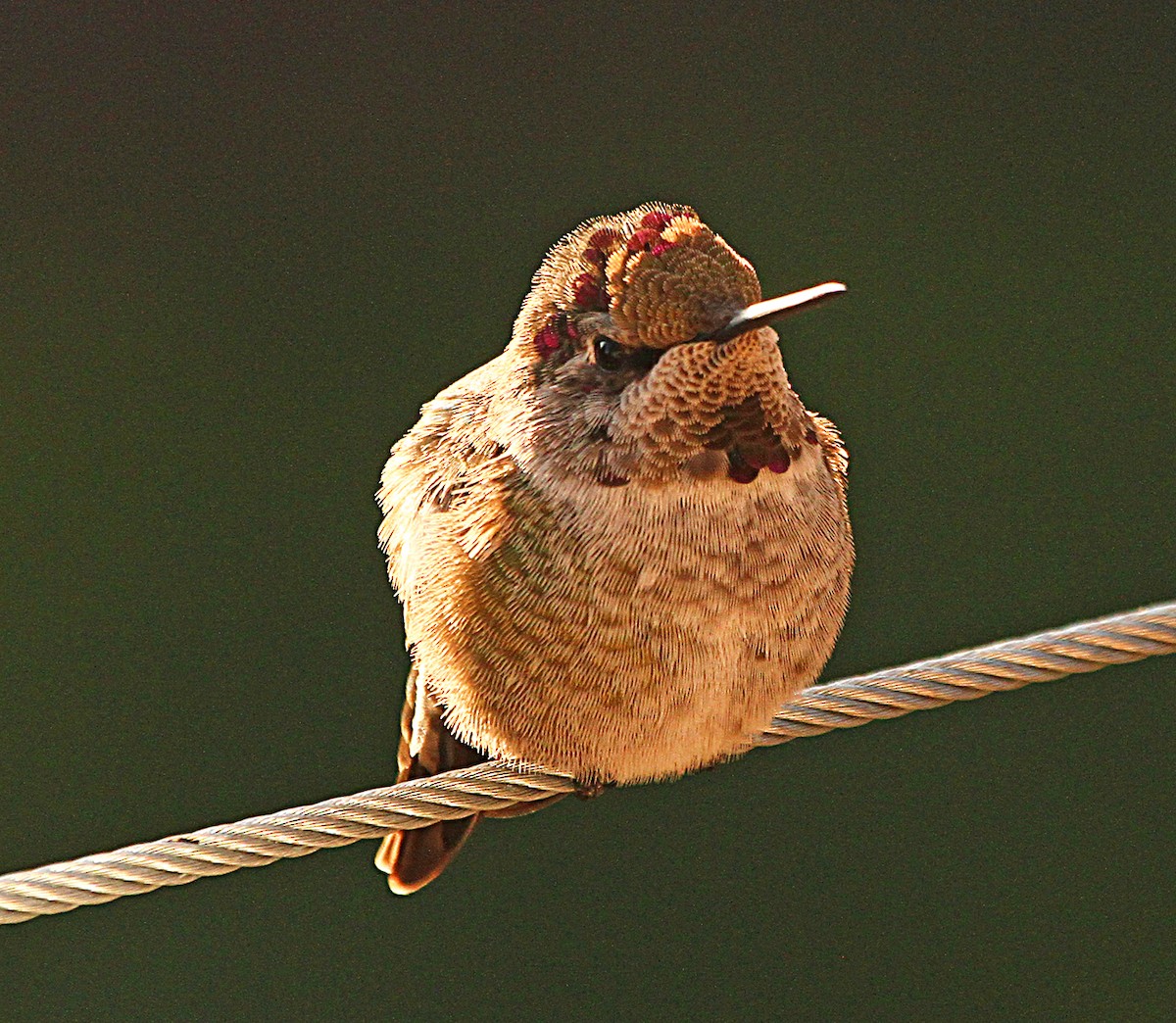 Anna's Hummingbird - ML181267941